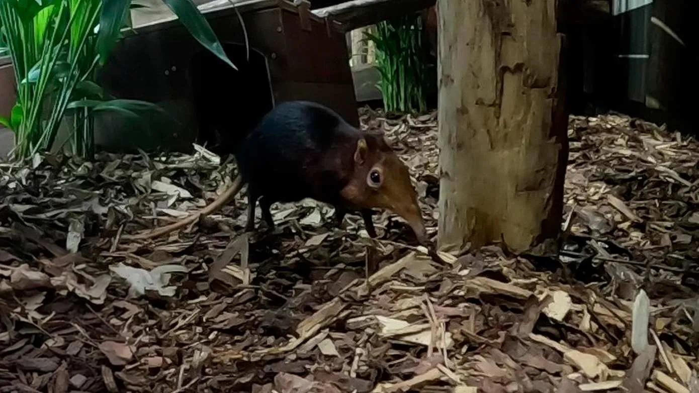 Roodschouderslurfhondje in WILDLANDS Emmen