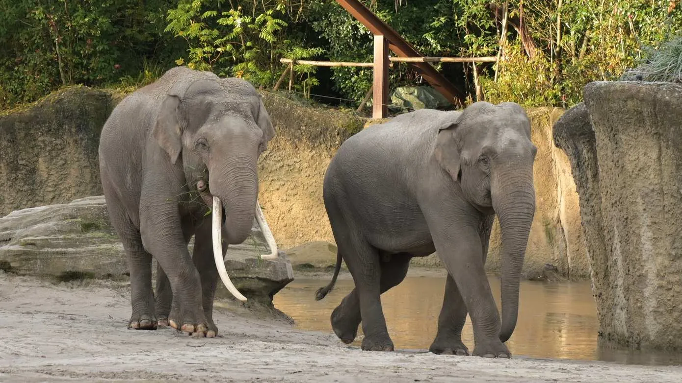 Bezoekersaantallen WILDLANDS 2025