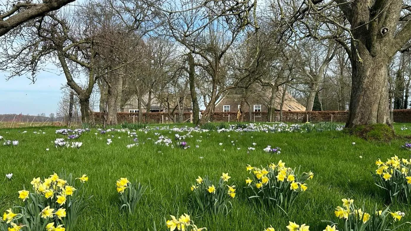 foto wilde narcissen