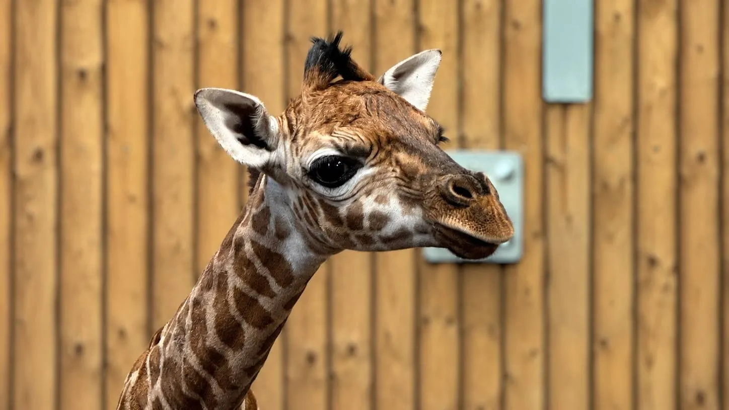 Girafje geboren in WILDLANDS