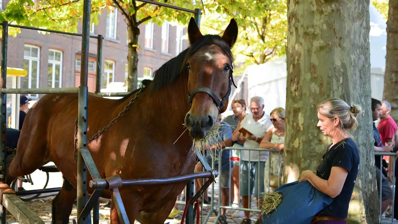 2026-10-16 paardenmarkt-2