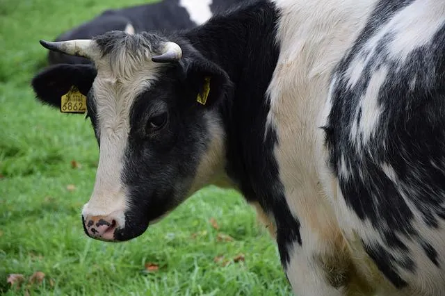 cow gf80bc8585 640