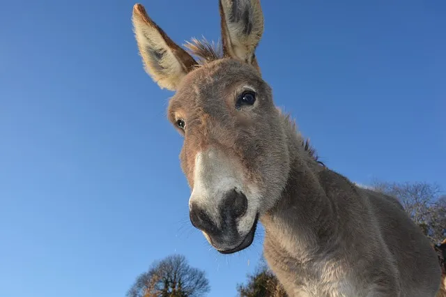 donkey g37462e35f 640
