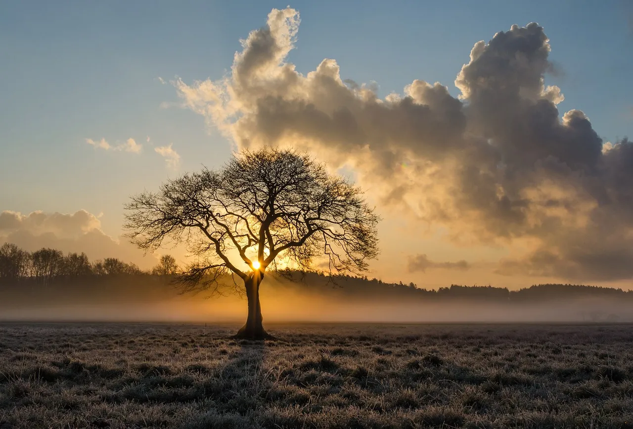 lone tree g2739b73a9 1280