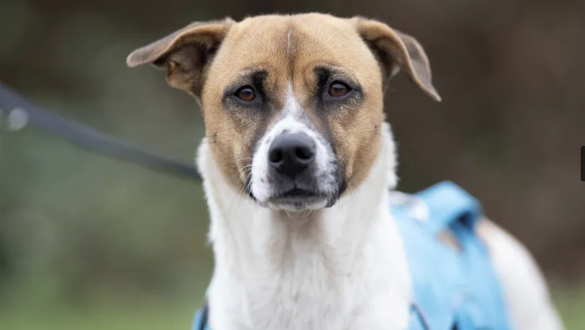 schermafbeelding 2023 12 18 190210