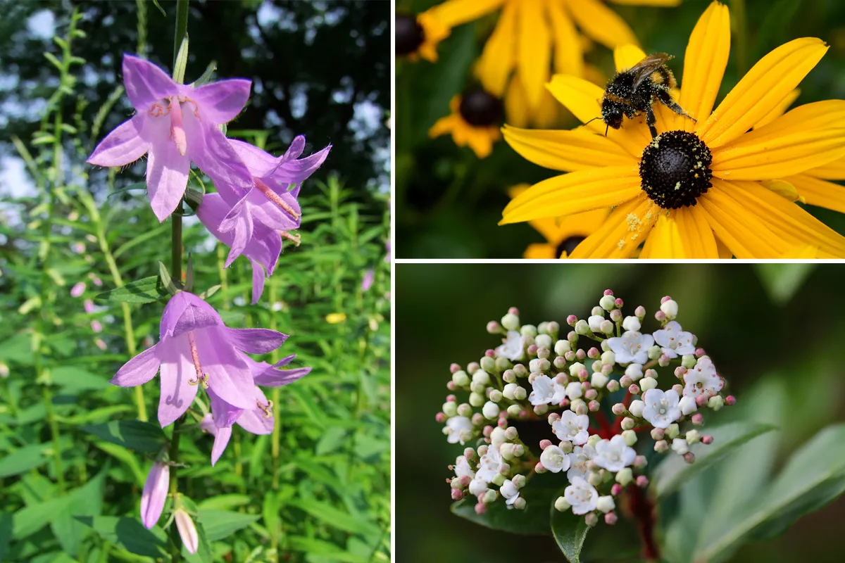 sfeerimpressie plantenpakket 2023