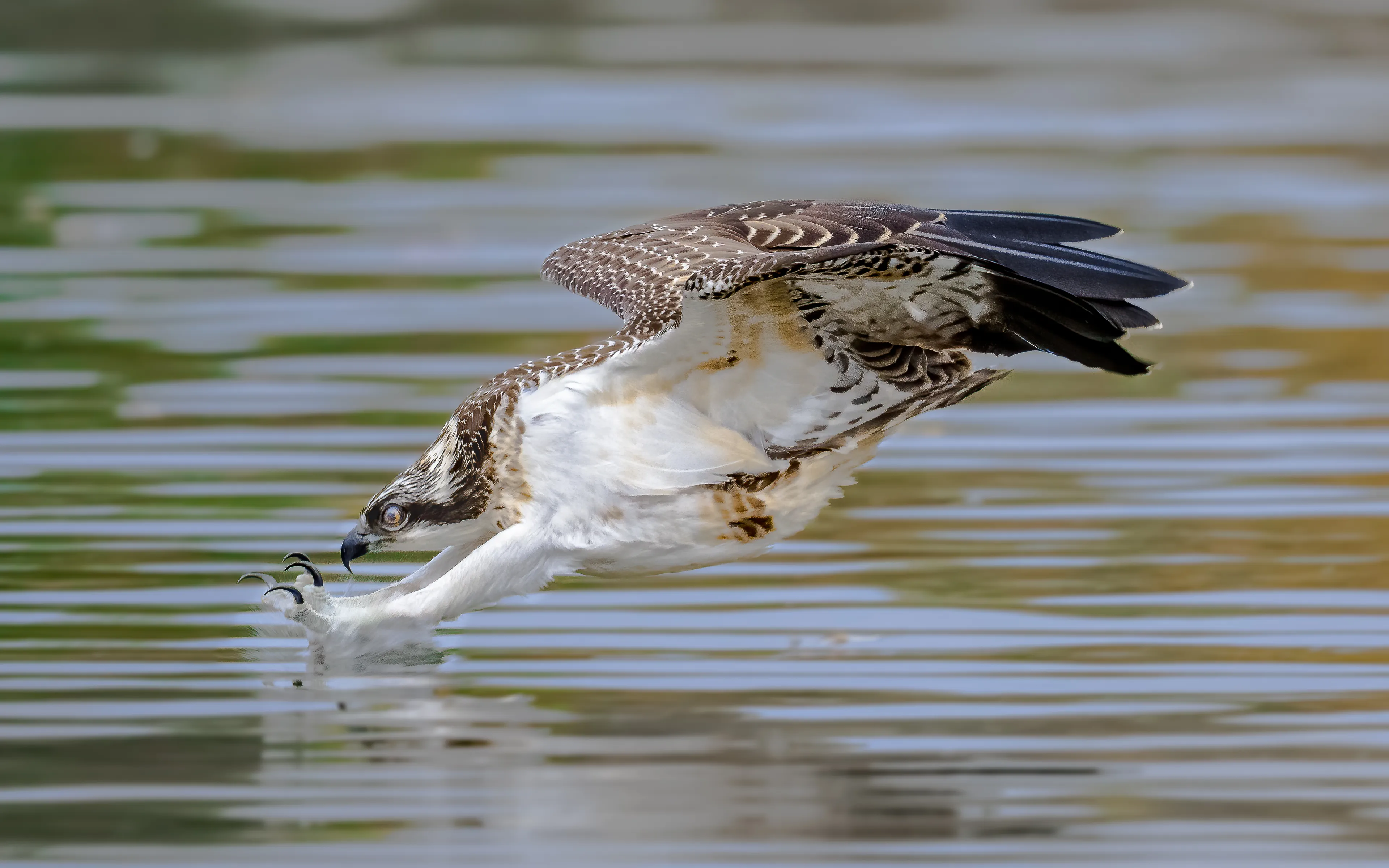 visarend duik klauwen in water