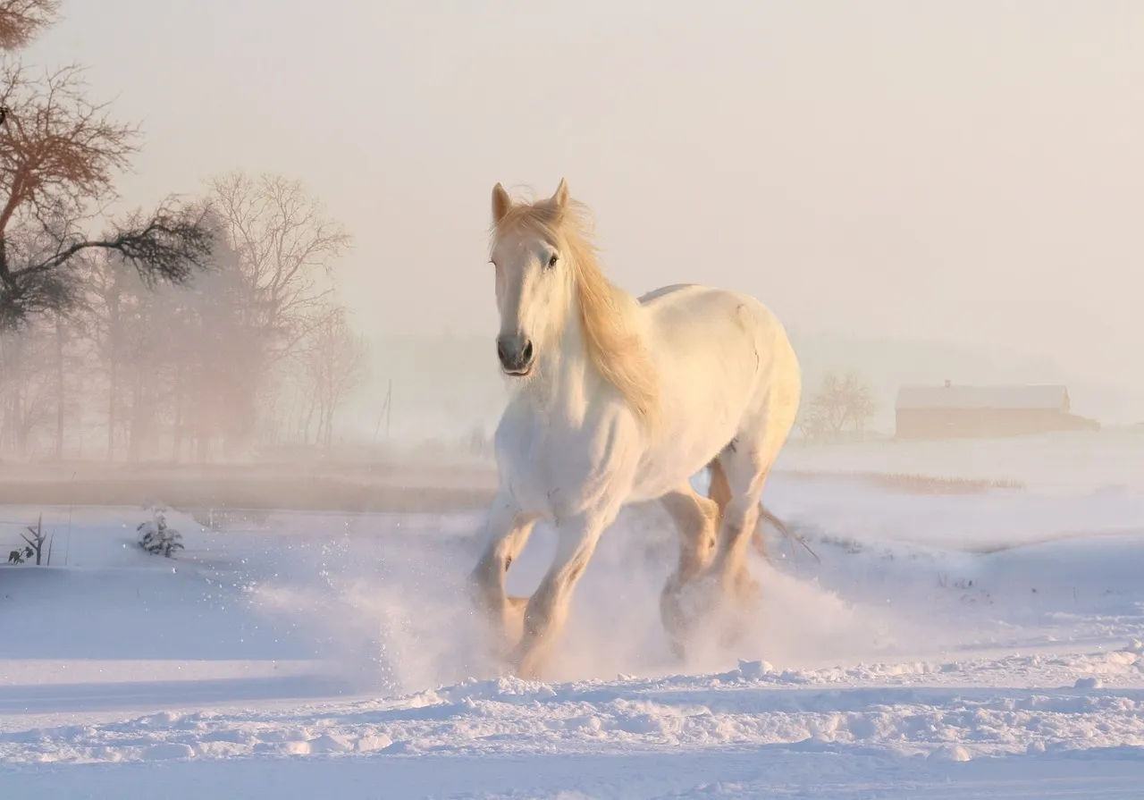white horse g17436d953 1280