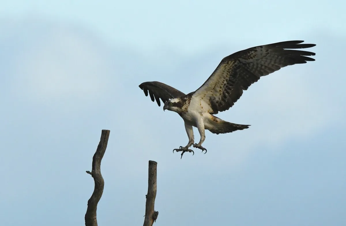 22779-Vliegende-visarend-(juveniel)@Aaldrik-Pot---Staatsbosbeheer