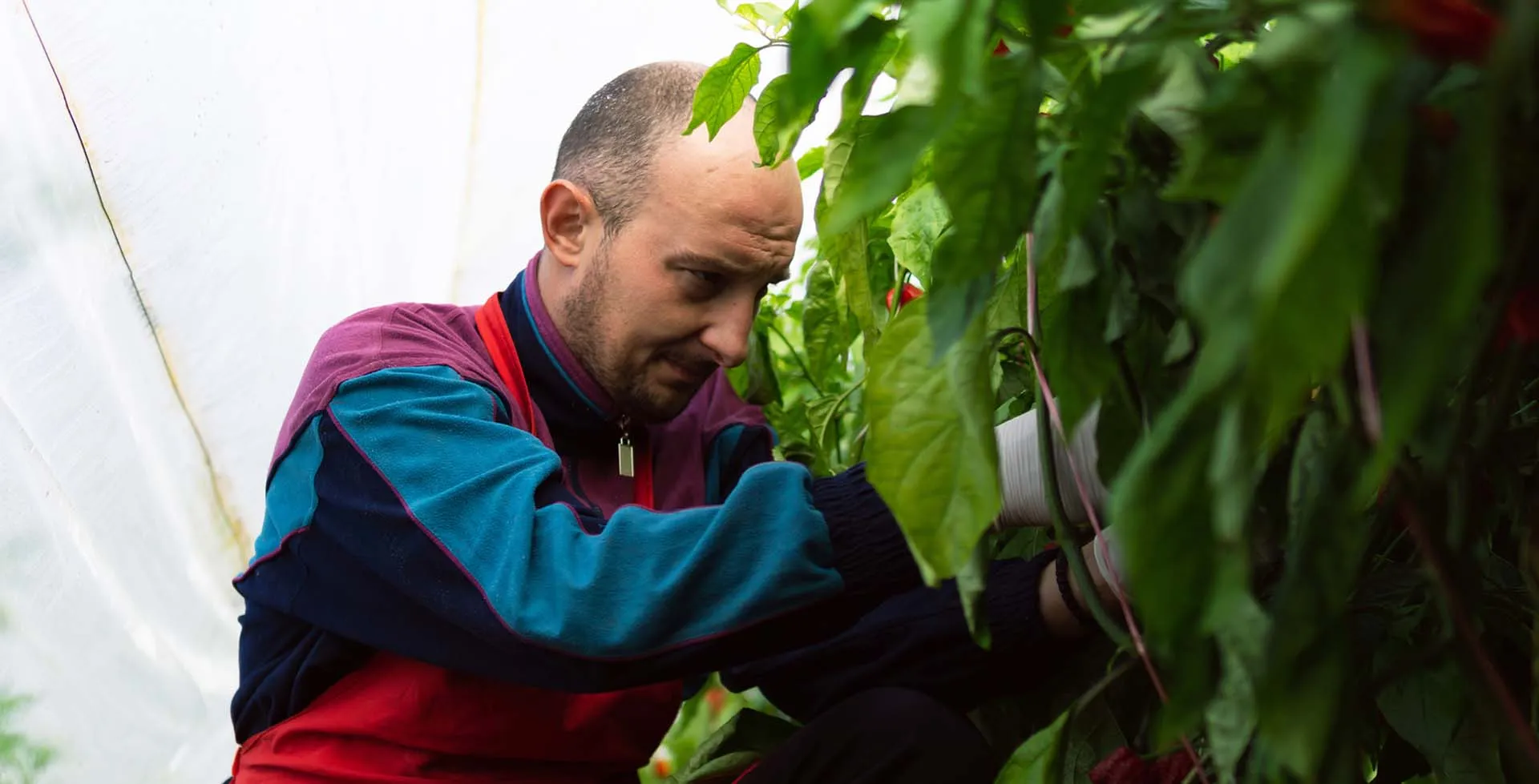 aardbeienplukker - arbeidsmigranten - website