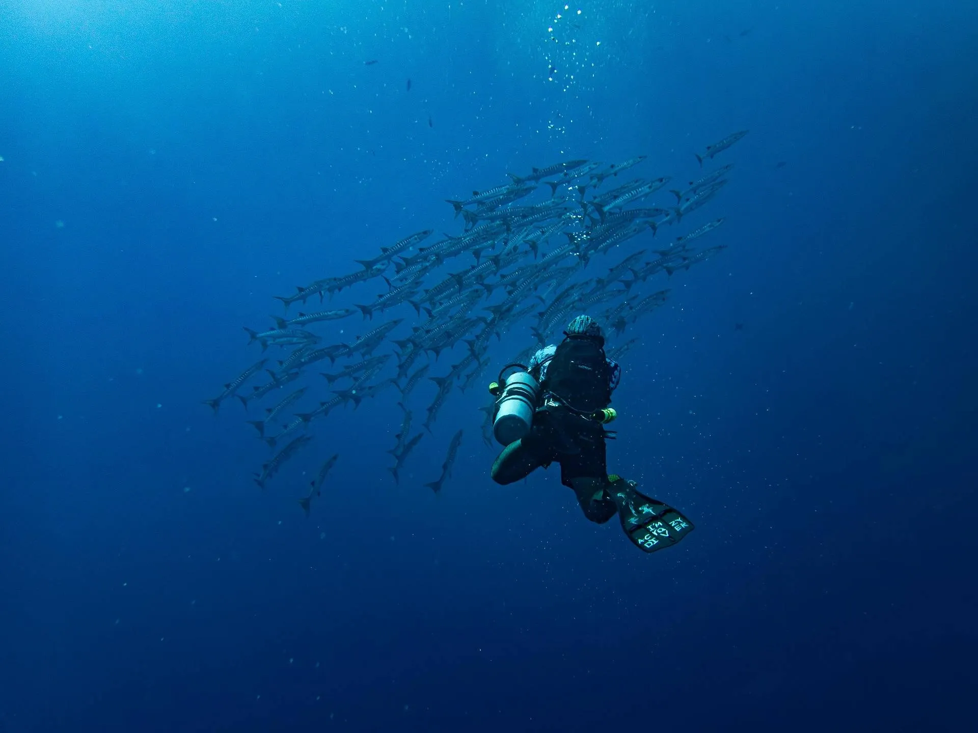 franziska_stier-barracuda-8939250_1920
