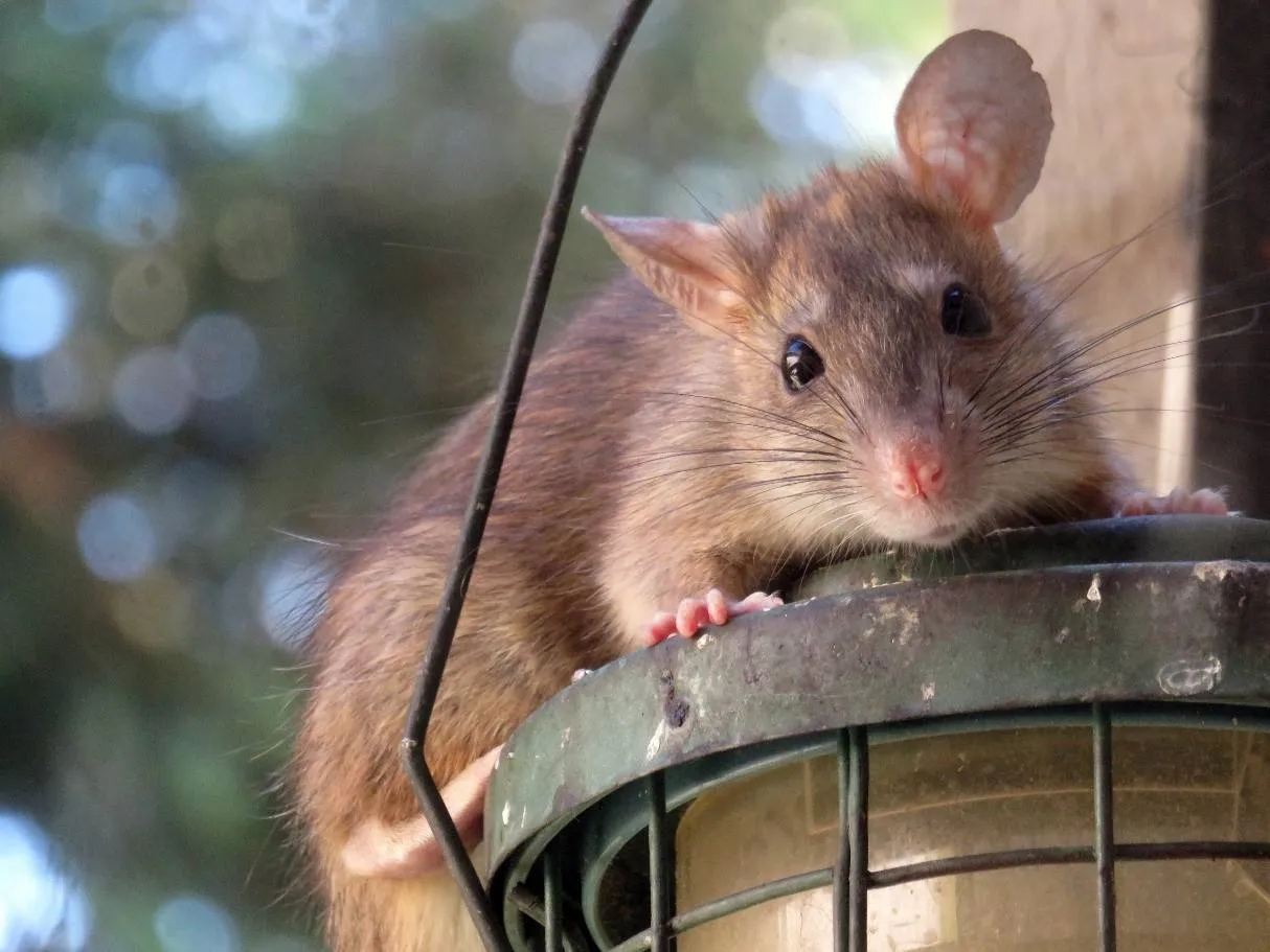 Ratten