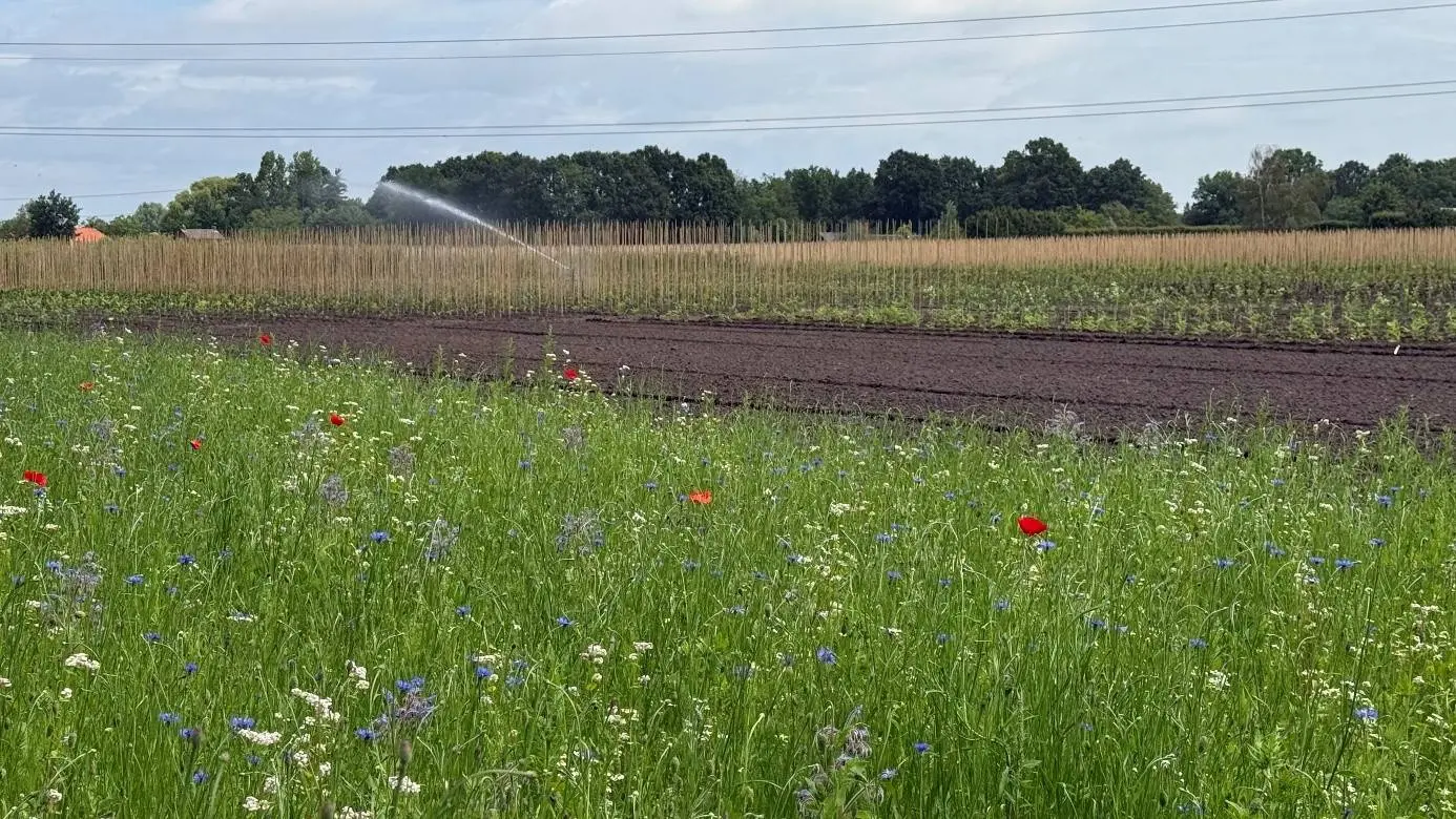Drimmelen