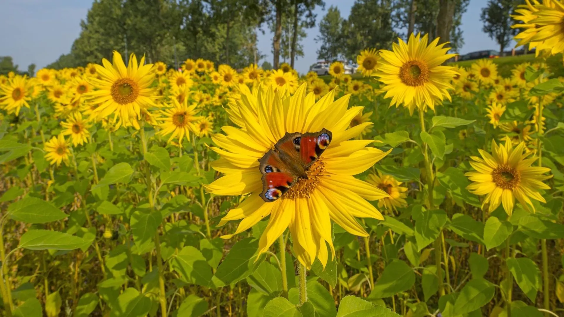 zonnebloemen prov flevoland