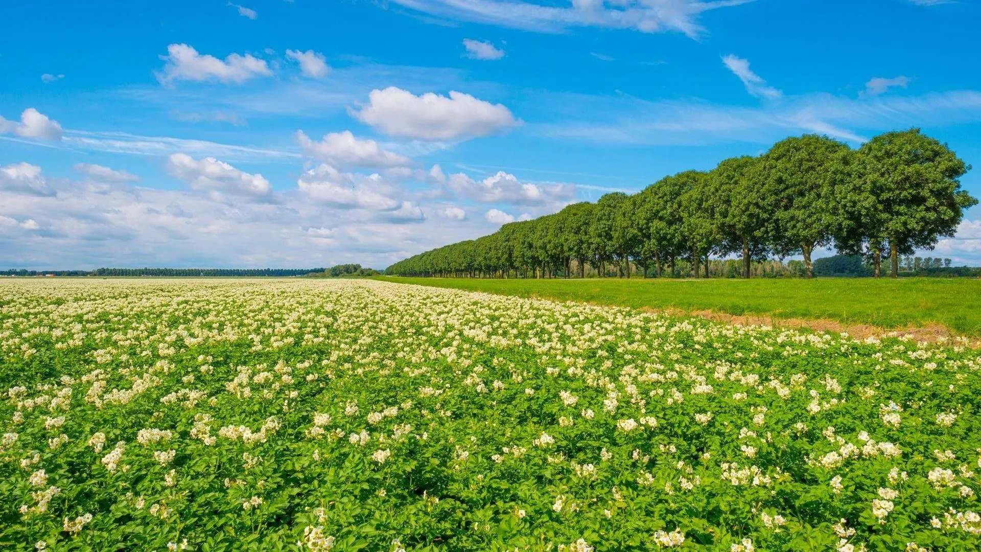 aardappelveld prov flevoland