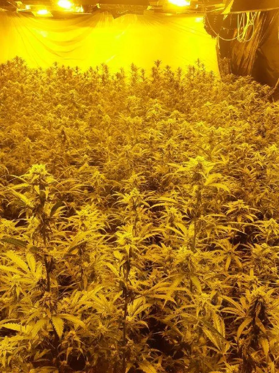 154098175 4003498516347868 3540851567448695677 n