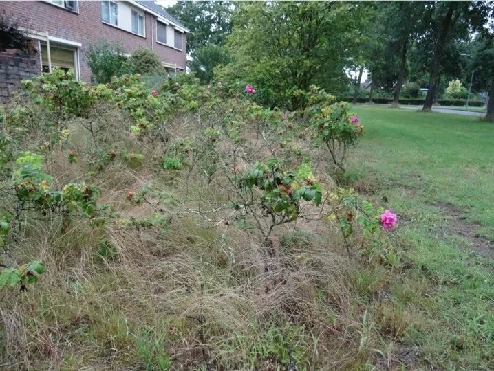 231628043 194992842685788 8277217170895272873 n