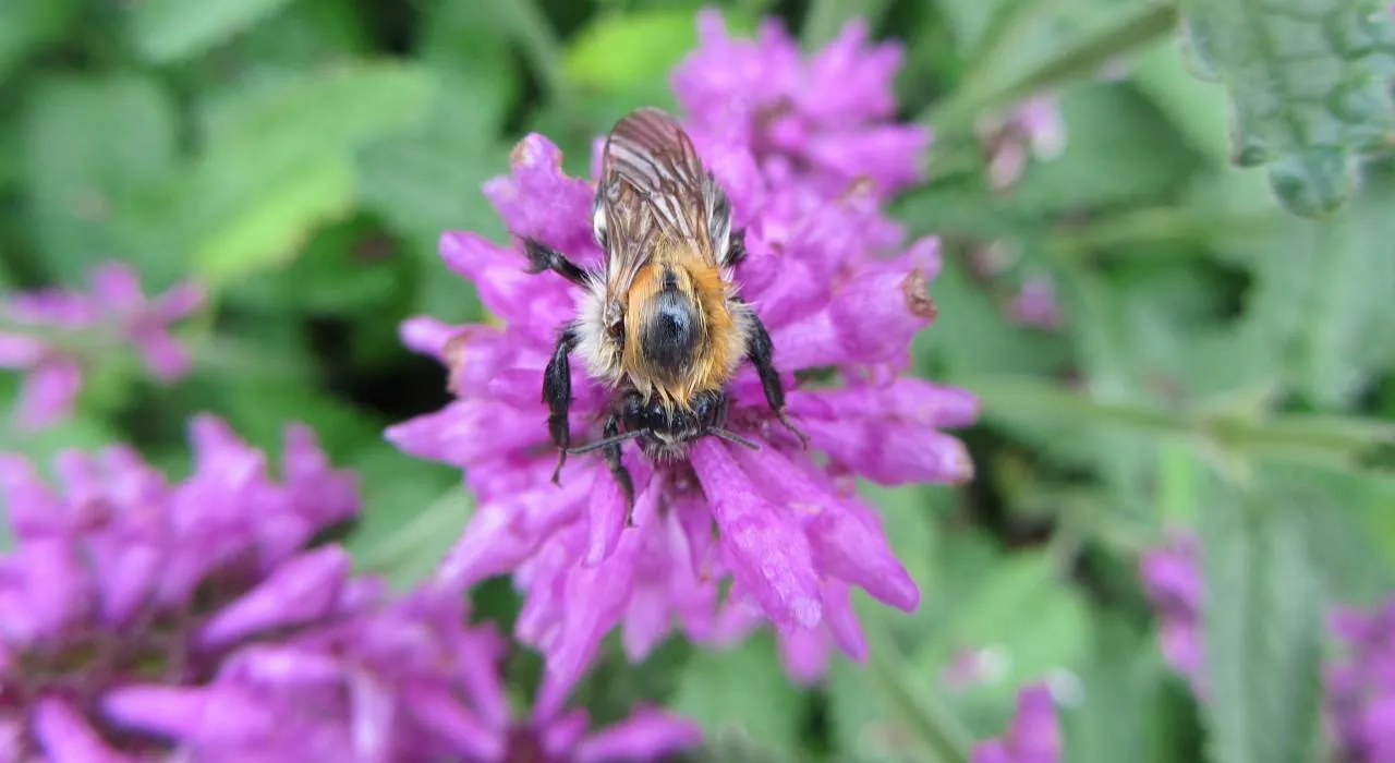 35268166 2038693513124751 2028362291958775808 o