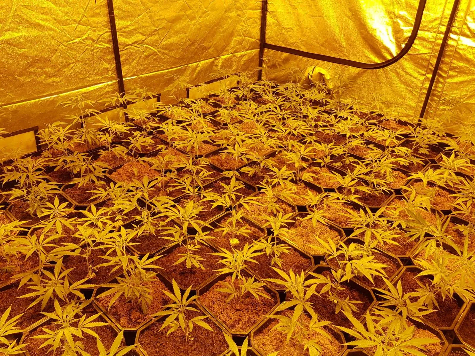 42920491 2081029465261459 3574802452710424576 o