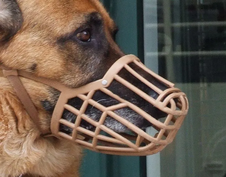 765px german shepherd with muzzle cropped