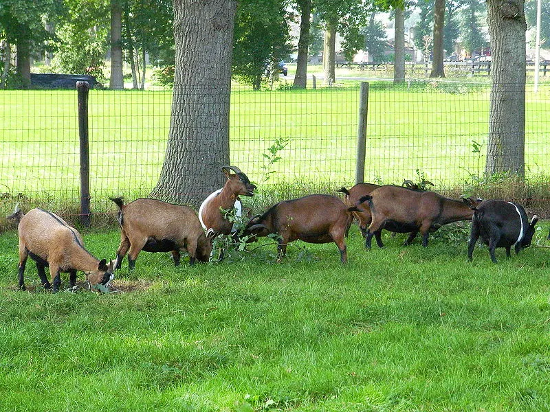 800px dwerggeiten roelzzz wikimedia