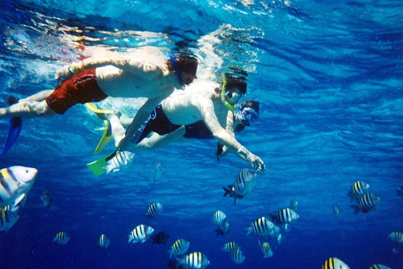 800px snorkelers watching fish cc by sa 20 julie flickr