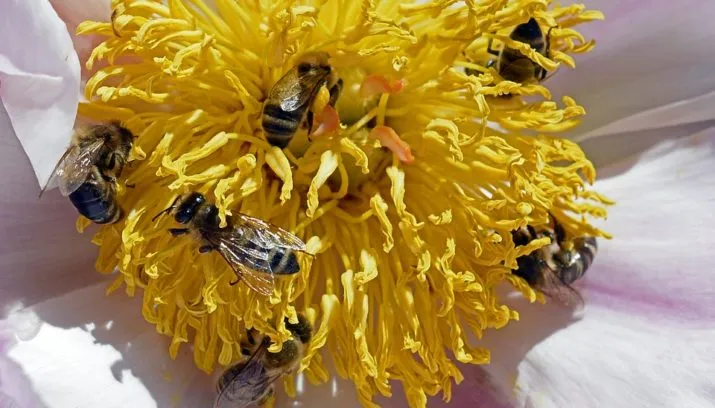 bees 1409206 960 720 715x408