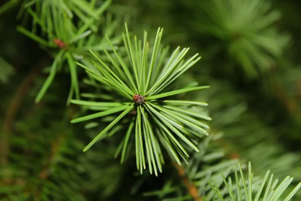 christmas tree 3029480 960 720
