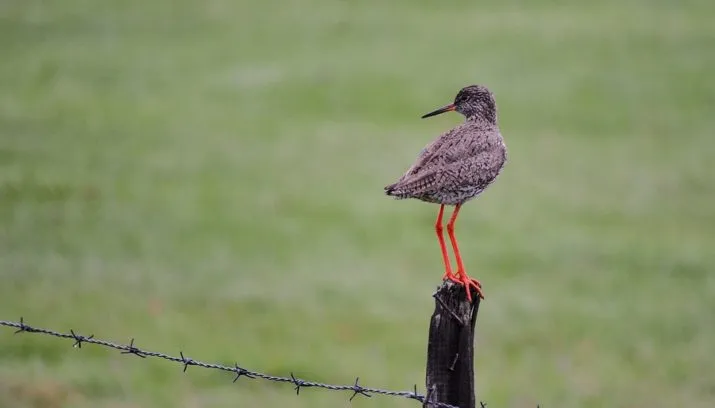 common redshank 2955862 960 720 715x408