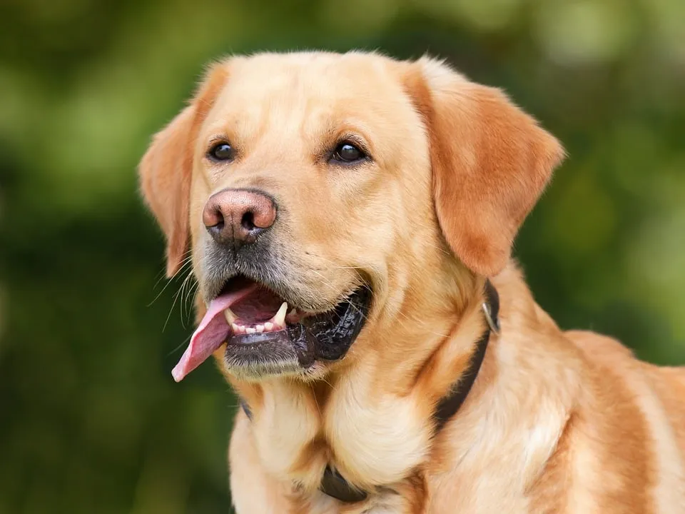 dog 1210559 960 720