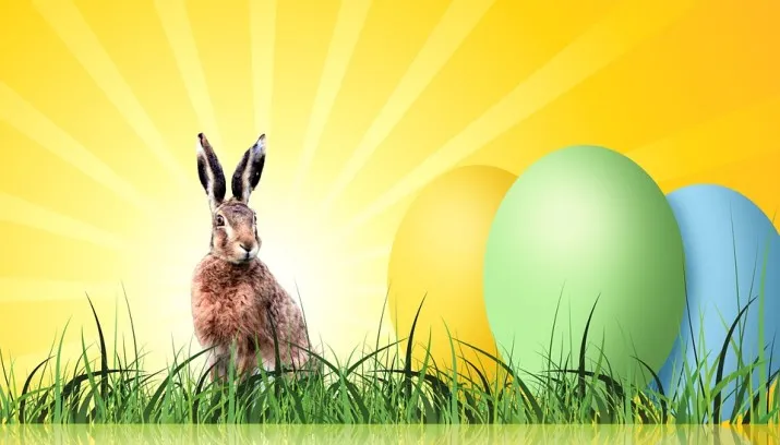 egg 256025 960 720 715x408