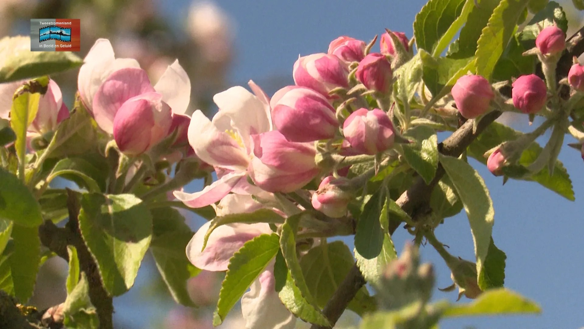 foto jos kruisbergen appelbloesem
