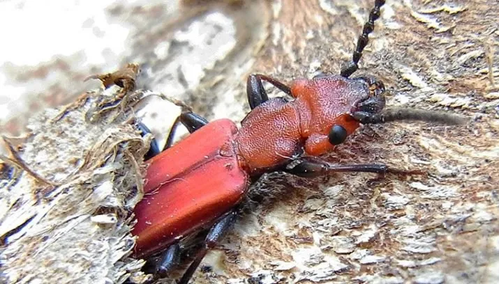 foto wikimedia 715x408