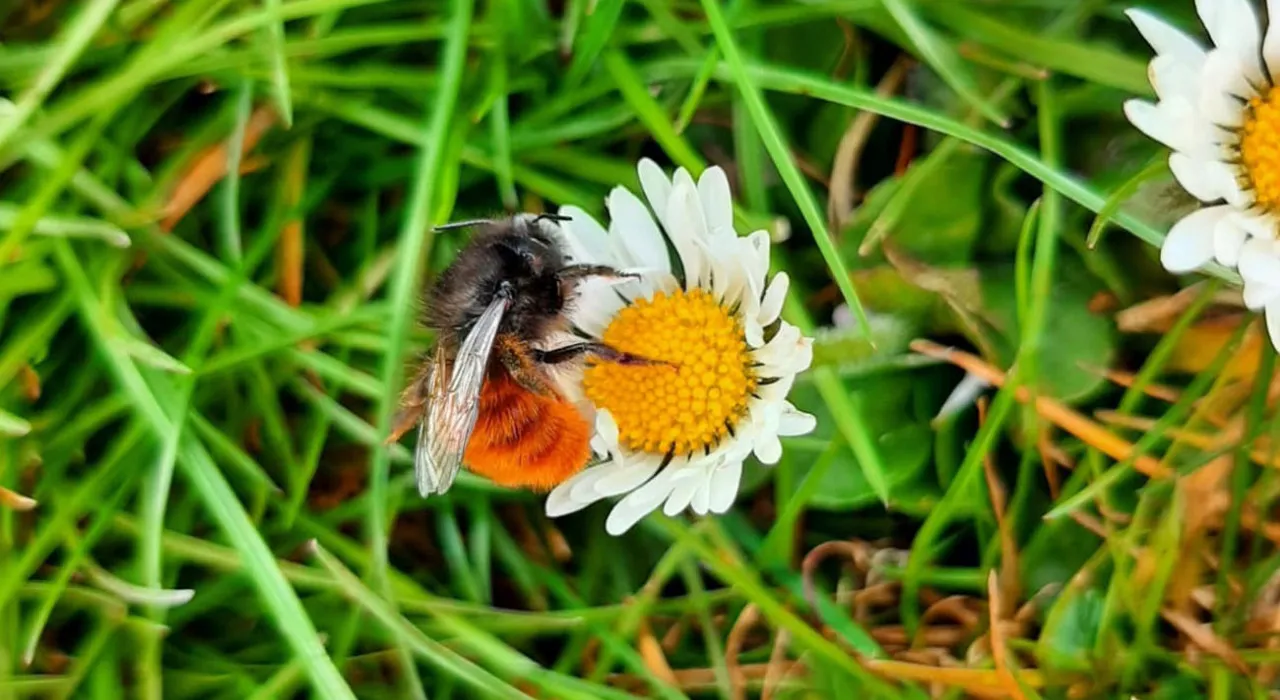 gehoornde metselbij foto piet huitema