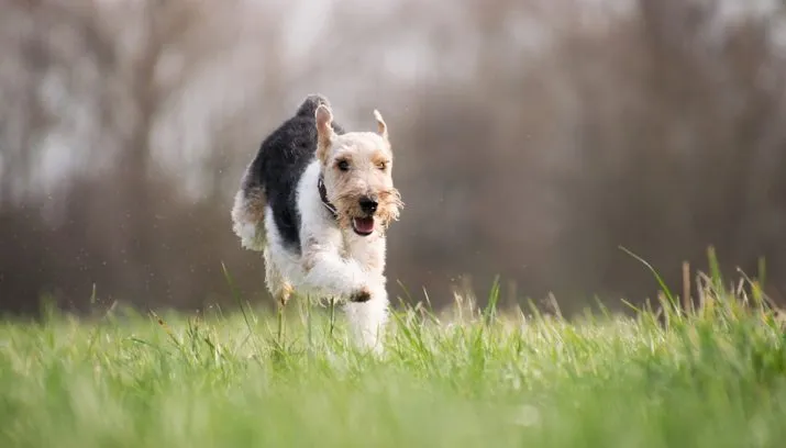 grass 3210111 960 720 715x408