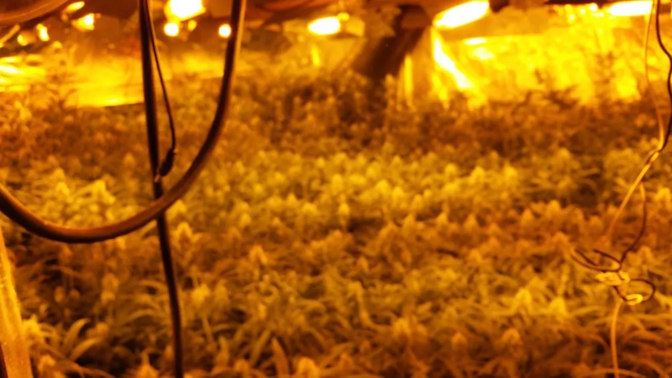 hennepkwekerij bieskamp druten