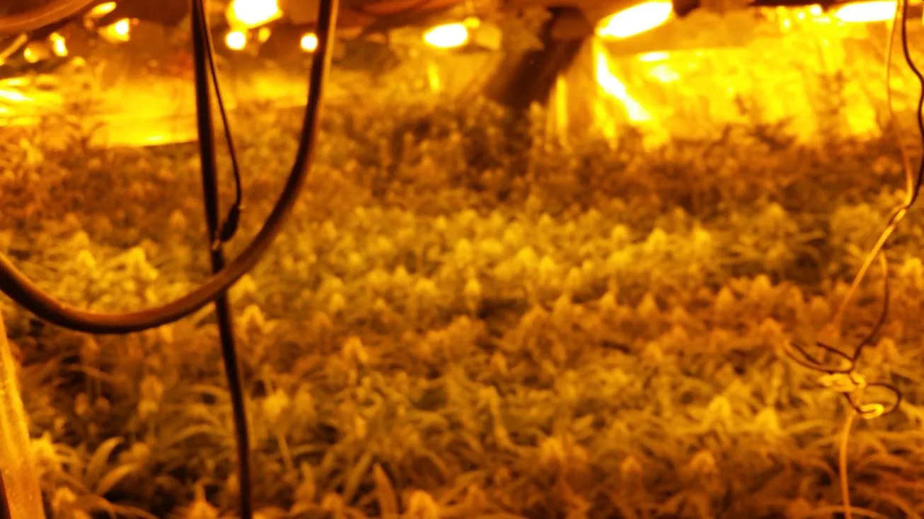 hennepkwekerij bieskamp druten