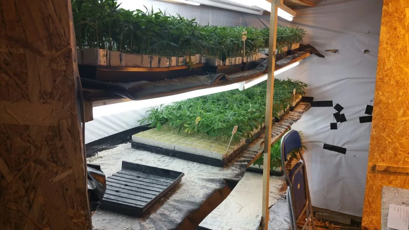 hennepkwekerij deest