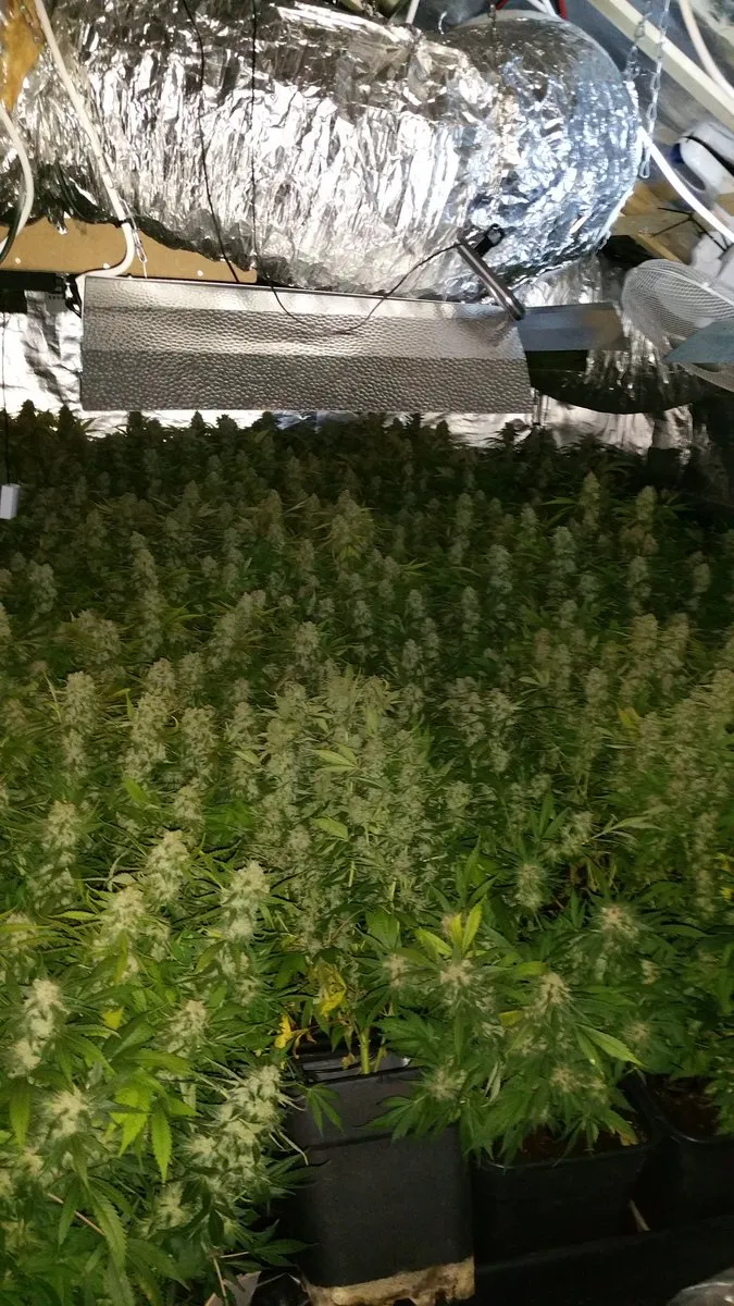 hennepkwekerij korte akker druten