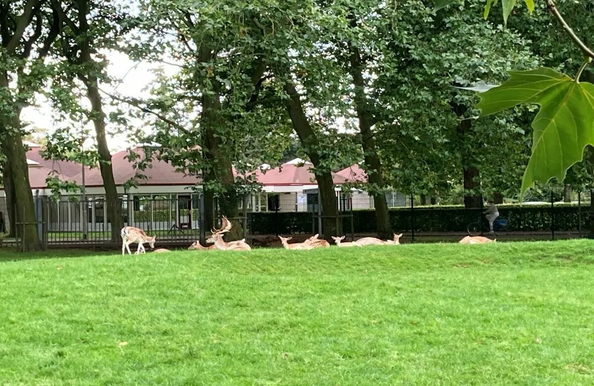 hertenpark hertjes