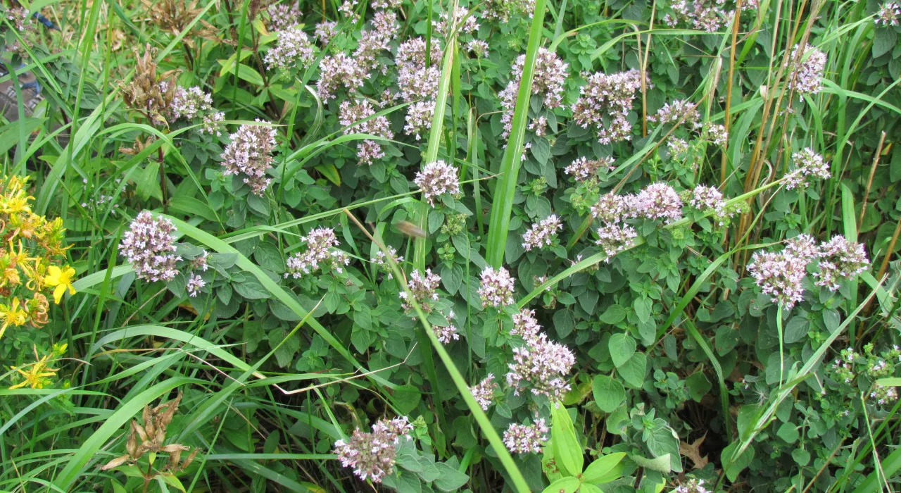 img 7665 wilde majoraan 0