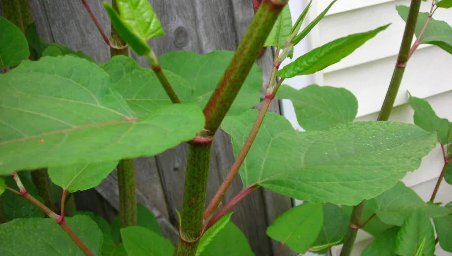 knotweed 915x518 1
