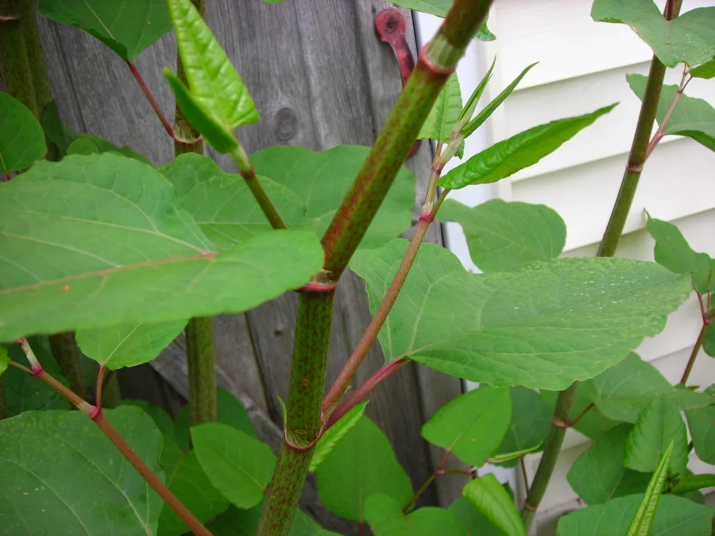 knotweed