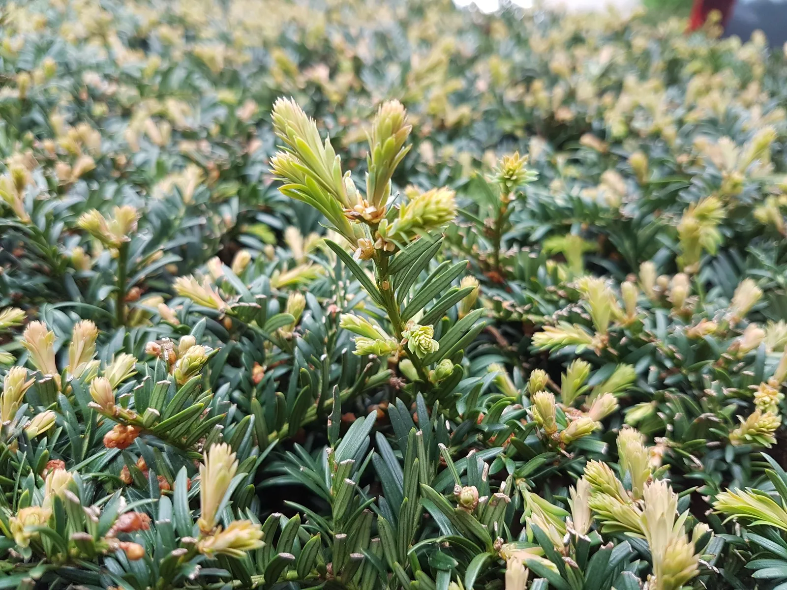 laat uw taxussnoeisel gratis ophalen door stichting taxus taxi