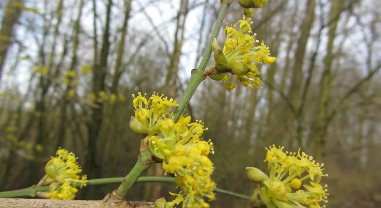 lente in het laakbos
