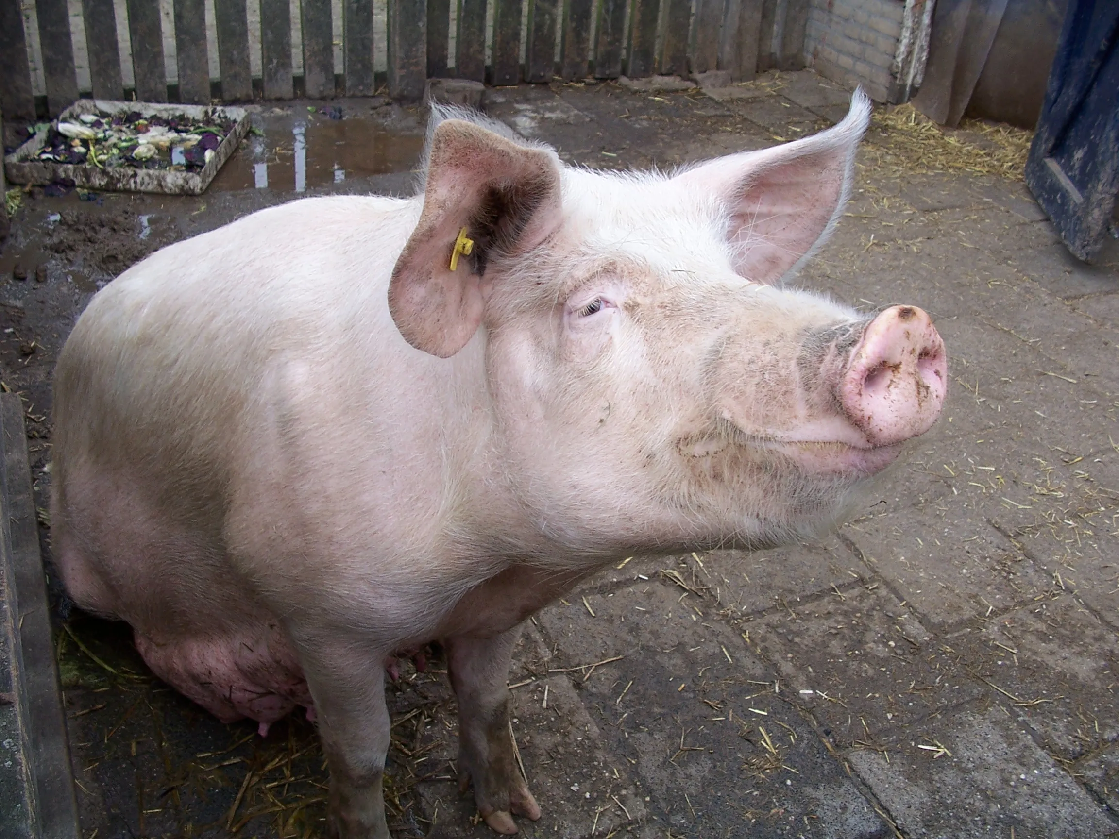 pig 8907 public domain