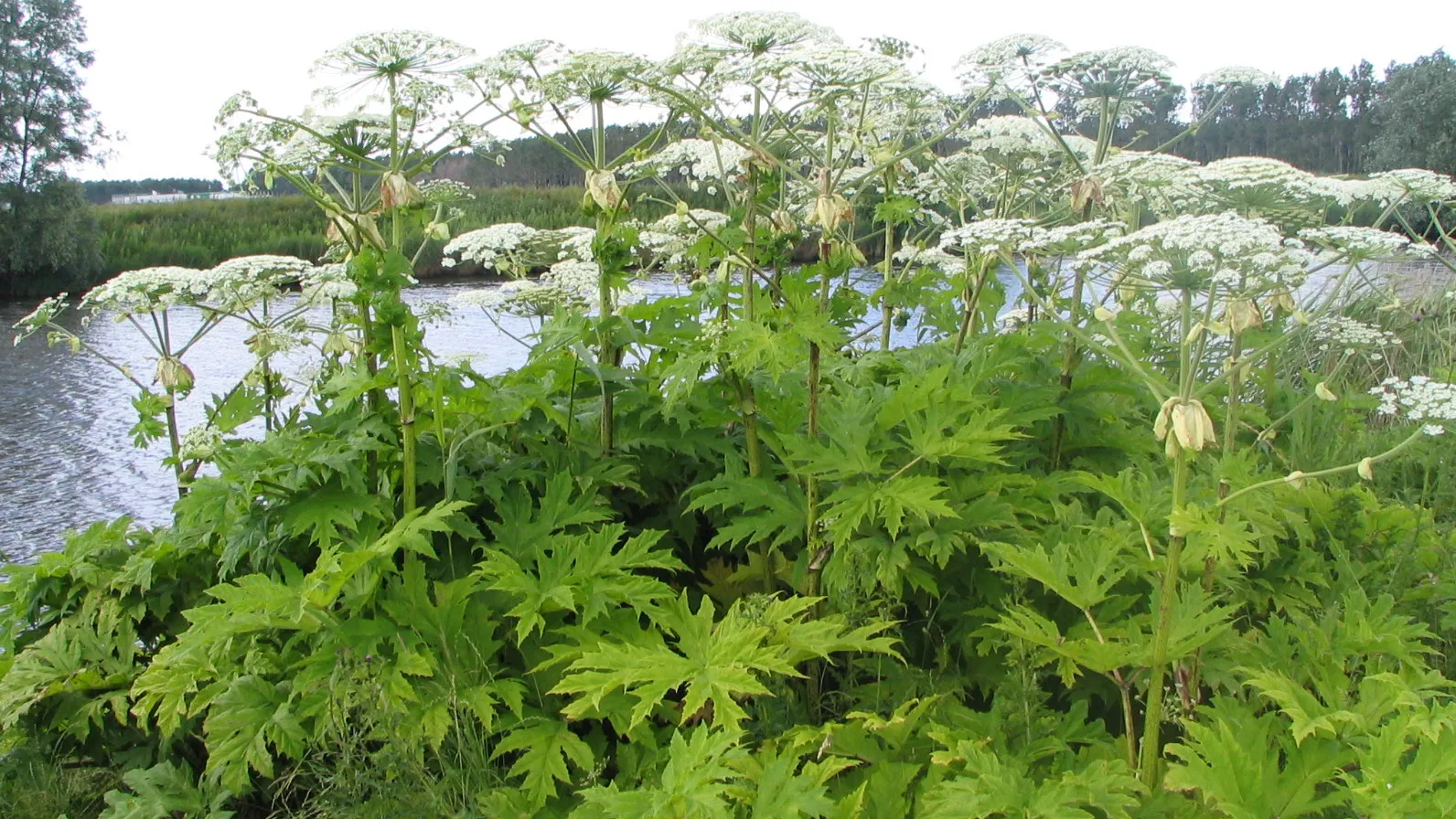 reuzenbereklauw e1435432576628