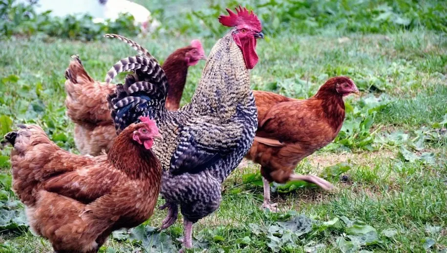 romuald galecki pixabay animals gfc05b8853 1280 915x518 1