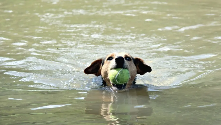 screenshot 20220813 163726 915x518 1