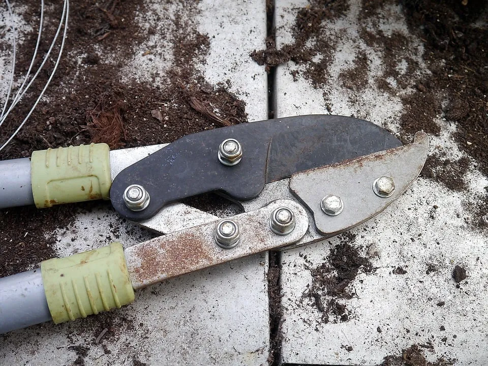 secateurs 498632 960 720